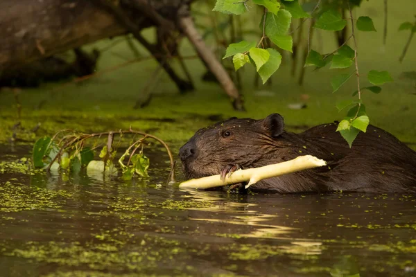 Fluffy cute beaver is sitting in the water of the pond in summer and eating a twig, green foliage of trees and duckweed around.
