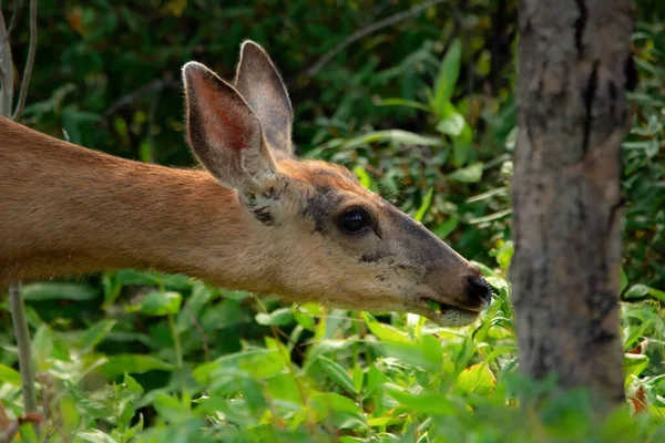 Profile Look Mule Deer Doe Eating Green Grass Forest Summer — Stok fotoğraf