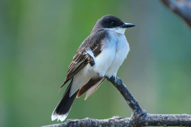 Cute flycatcher Eastern kingbird is perched on a branch of the tree in summer, profile view, green background.