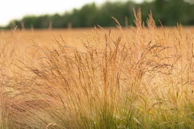 A plant of ripening fesque with ears in the agricultural field with the forest in the background.