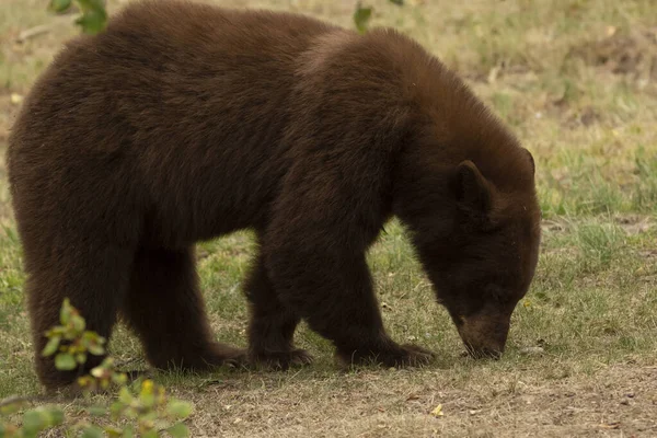 Chlupatý Medvěd Hnědý Chodí Lese Podzim Shání Potravu Vzhled Profilu — Stock fotografie