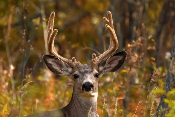 Beautiful portrait of Mule deer with big antlers or horns in the autumn colored forest.
