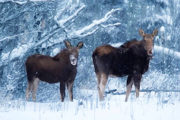 Kişilik Moose Ailesi Anne Yavrusu Kışın Soğuk Karlı Ormanda Duruyorlar — Stok fotoğraf