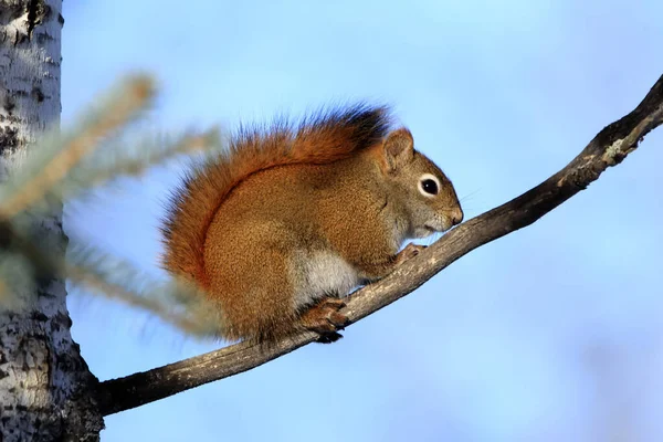 Fluffy Cute American Red Squirrel Sitting High Branch Tree Cold — Zdjęcie stockowe