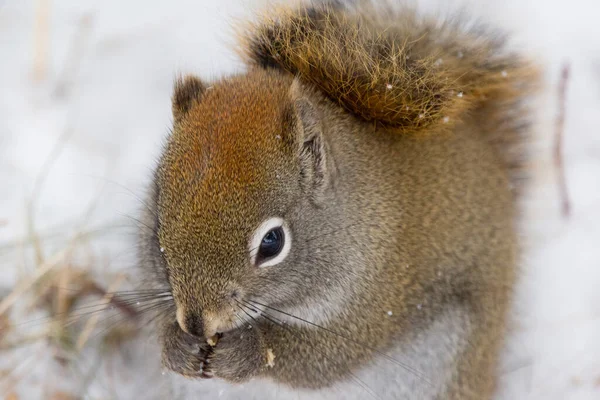 Cute Fluffy American Red Squirrel Sitting Ground Covered Snow Eating — Stock fotografie
