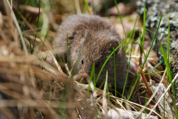 Cute Pest Field Mouse Vole Hiding Grass Pile Old Logs — стоковое фото