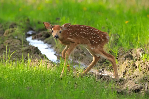 Cute Newborn Spotted Fawn White Tailed Deer Walking Woodland Trail — Stockfoto