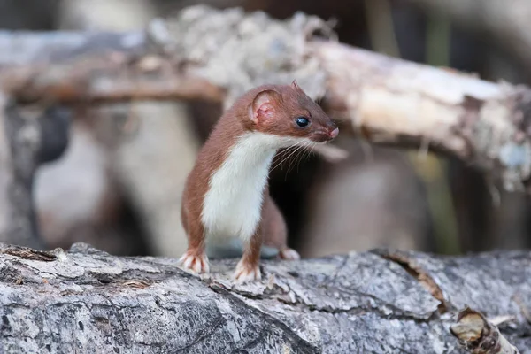 Grumpy Little Animal Least Weasel His Summer Coat Watching While — Stockfoto