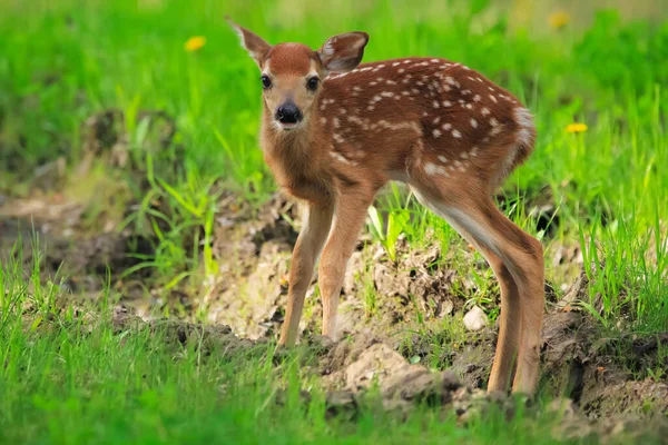 Cute newborn spotted fawn of White-tailed deer is walking in the woodland trail with muddy track. It is weak and innocent.