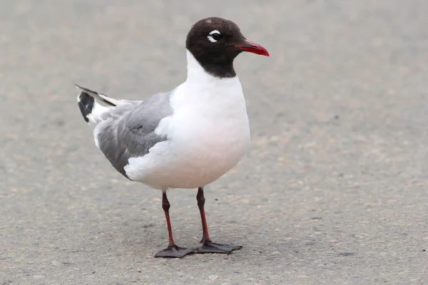 Single Adylt Laughing Gull Standing Road City — Photo