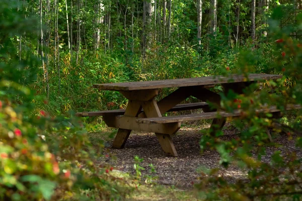 Old wooden brown picnic table with benches in the park with dense foliage in shade of trees.