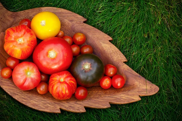 Kolorowy Wybór Dużych Małych Pomidorów Różnych Kolorach Czerwony Pomarańczowy Czarny — Zdjęcie stockowe