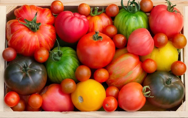 Różne Pomidory Duże Małe Różnych Kolorach Czarny Czerwony Zielony Żółty — Zdjęcie stockowe