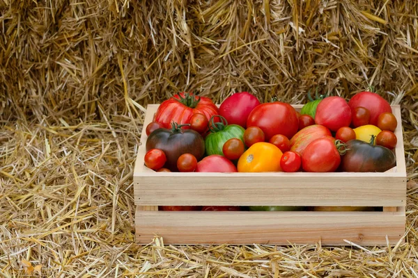 Assorted Tomatoes Diffetent Size Colour Wooden Crate Box Yellow Straw — Stock Photo, Image