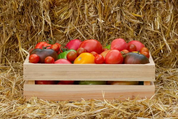 Różne Pomidory Różnej Wielkości Koloru Drewnianej Skrzynce Żółtych Belach Słomy — Zdjęcie stockowe