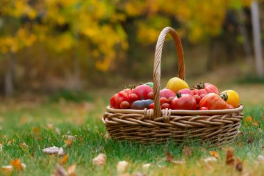 Assorted tomatoes, big and small, of different colours (black, red, green, yellow, orange) in the wicker basket on the green lawn with yellow fallen leaves and trees on the background.
