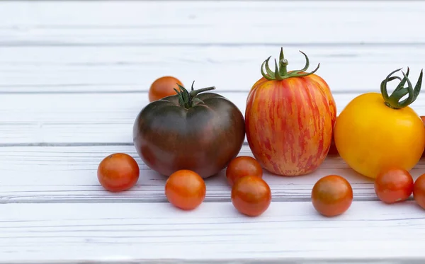 Różne Pomidory Duże Małe Różnych Kolorach Czarny Czerwony Zielony Żółty — Zdjęcie stockowe