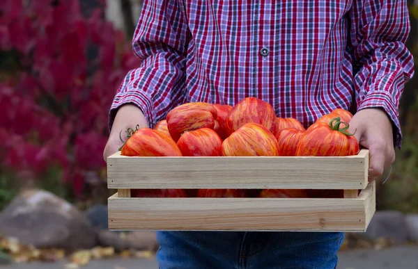 A gardener in red shirt and blue jeans is holding a full wooden crate with Get stuffed colorful orange striped ripe tomatoes, autumn red and yellow leaves on the background.