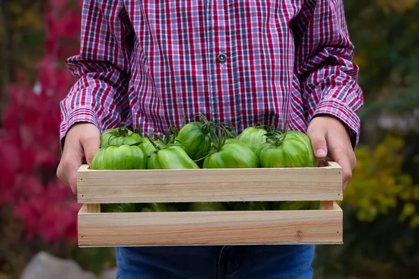 A gardener in red shirt and blue jeans is holding a full wooden crate with Get stuffed green striped unripe tomatoes, autumn red and yellow trees on the background.