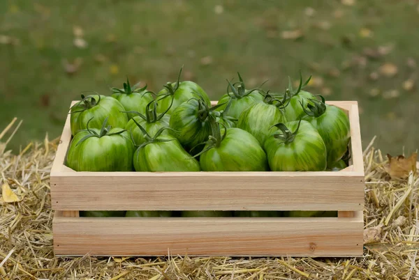 Zielone Pomidory Paski Get Faffed Organic Drewnianej Skrzyni Żółtym Sianie — Zdjęcie stockowe