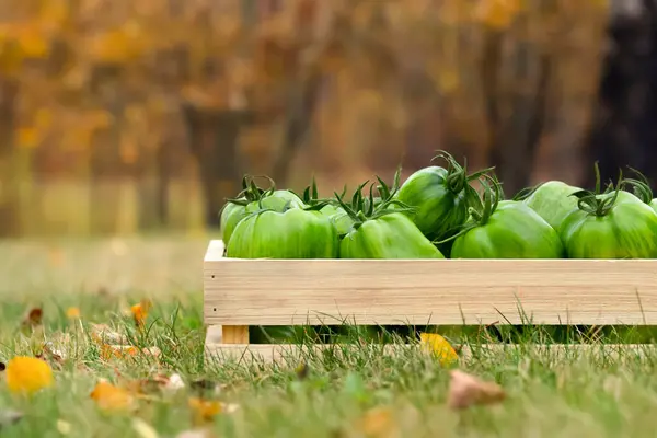Drewniana Skrzynia Pełna Niedojrzałych Pasków Zielonych Get Faszerowane Pomidory Organiczne — Zdjęcie stockowe