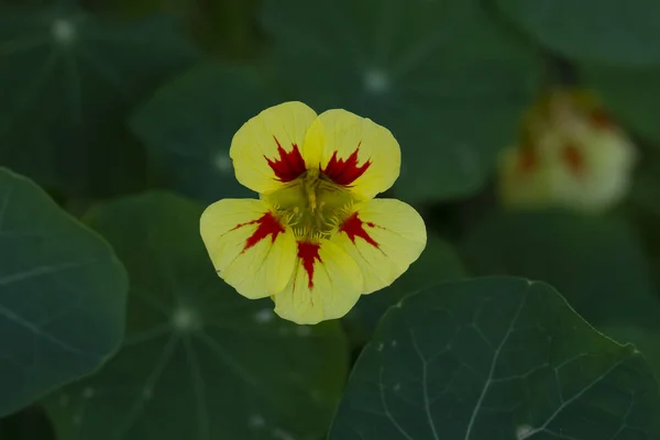 One Beautiful Yellow Orange Center Flower Nasturtium Green Dense Leaves — 图库照片