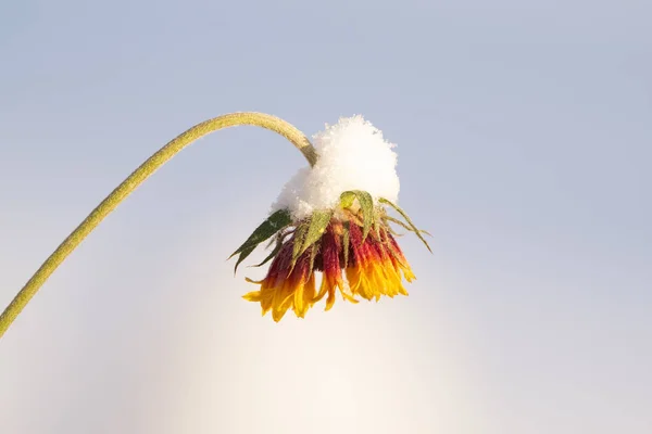 最初の霜の後 庭に最初の雪の山がある明るい黄色とオレンジ色の花 — ストック写真