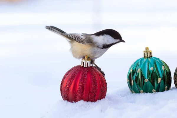 Black Capped Chickadee Snow Colorful New Year Decorations Green Brown — Stock Photo, Image