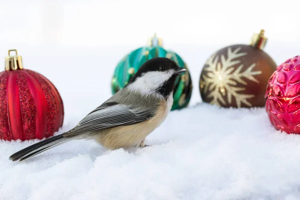 Chickadee Tapa Negra Está Nieve Con Coloridas Decoraciones Año Nuevo — Foto de Stock