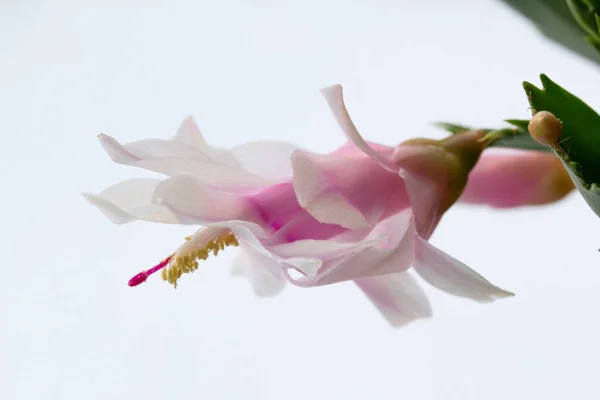 Beautiful White Pink Flower Zygo Cactus Christmas Cactus House Plant — Stock Photo, Image