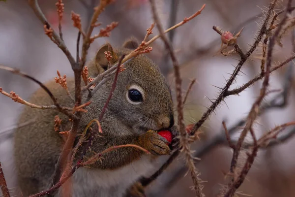 Little Cute American Red Squirrel Sitting Prickly Wild Rose Branches — Zdjęcie stockowe