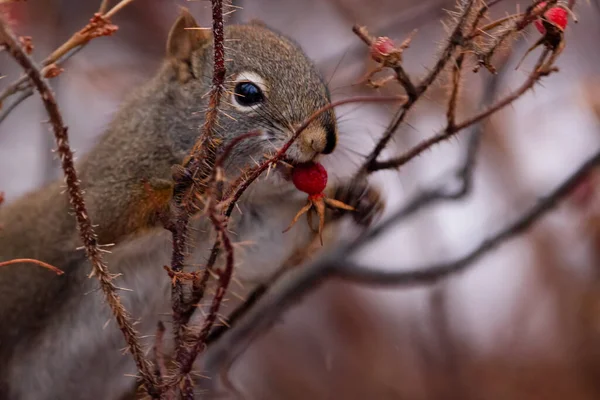 Little Cute American Red Squirrel Sitting Prickly Wild Rose Branches — Foto Stock