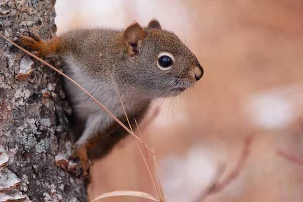 Cute Wild Curious American Red Squirrel Peaking Tree Trunk Warm — Stock fotografie