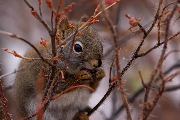 Little Cute American Red Squirrel Sitting Prickly Wild Rose Branches — Stock fotografie