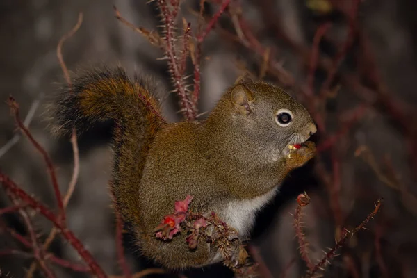Amerikanisches Rotes Eichhörnchen Sitzt Nachts Herbstlichen Wildrosenstrauch Ohne Blätter Stacheligen — Stockfoto