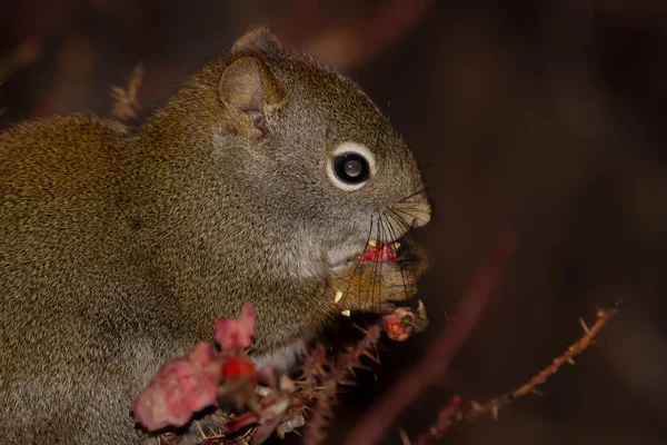 Portrait Cute American Red Squirrel Sitting Prickly Wild Rose Branch — Stock fotografie