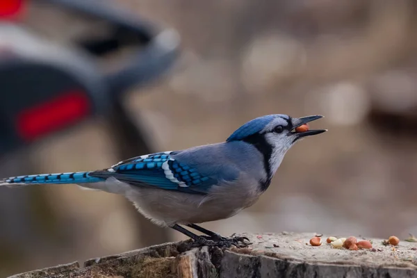Blue Jay Eating Seeds Peanuts Stump Backyard Nut Beak — Stock Photo, Image