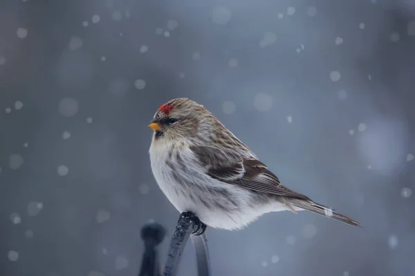 かわいい北極の鳥赤いキャップの一般的な再調査は 裏庭のフェンス 雪の冬の日に座っています — ストック写真