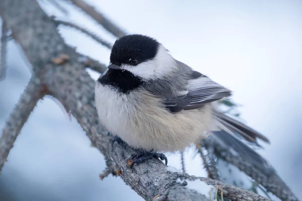 Puffed Black Capped Chickadee Perched Spruce Branch Cold Winter Forest — Stock Photo, Image