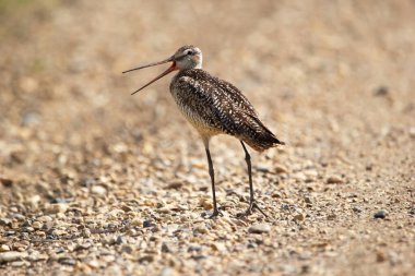 Shorebird Marled Godwit ile gri ve beyaz çizgili plymage sıcak yaz gününde çakıl taşlı yolda duruyor.