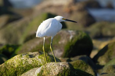 Sarı bacakları ve gagası olan güzel beyaz Akbalıkçıl sahildeki yosunlu kayaların üzerinde duruyor..