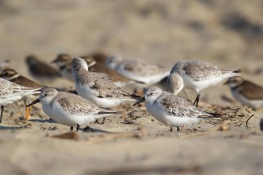 Okyanusun kumsalında küçük, şirin kar küreyicilerin kolonisi..