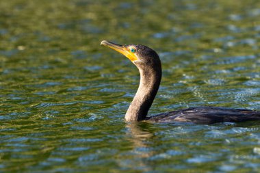 Çifte ibikli karabatak ve güzel yeşil gözler güneşli bir günde gölün güneşli sularında yüzer..