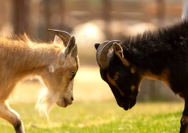 Black Brown Goats Fighting Horns Yard Farm — Stock Photo, Image