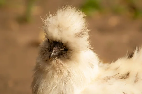 ふわふわ鶏シルキーの珍しい品種の肖像画 白い大きなヘン — ストック写真