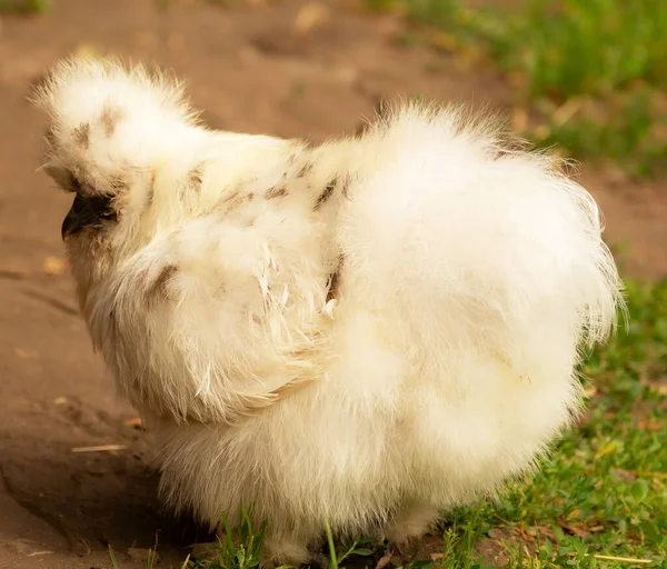 Rare breed of fluffy chicken Silkie. White big hen, back view.