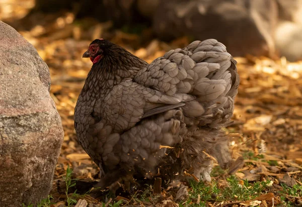 Healthy Big Fat Gray Chicken Scratching Searching Food Farm Yard — Stock Photo, Image