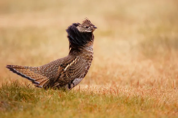 Male Ruffed Grouse Fanned Colar Tail Displays His Advantages Yellow — Stock Photo, Image