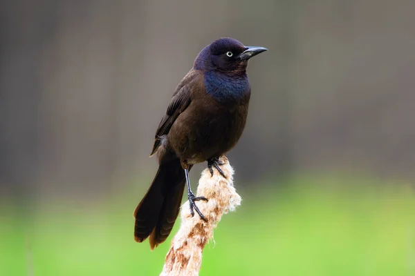 Male Common Grackle Bright Blue Hood Perched Cat Tail Summer — Stock Photo, Image