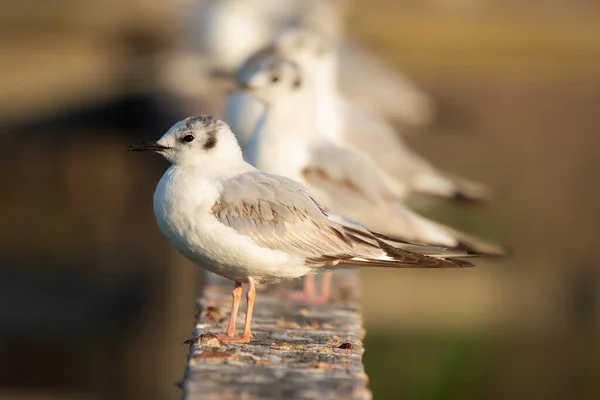 夏日阳光明媚 雄性非繁殖地坐在木制码头上 白灰相间的海鸥嬉笑着 — 图库照片